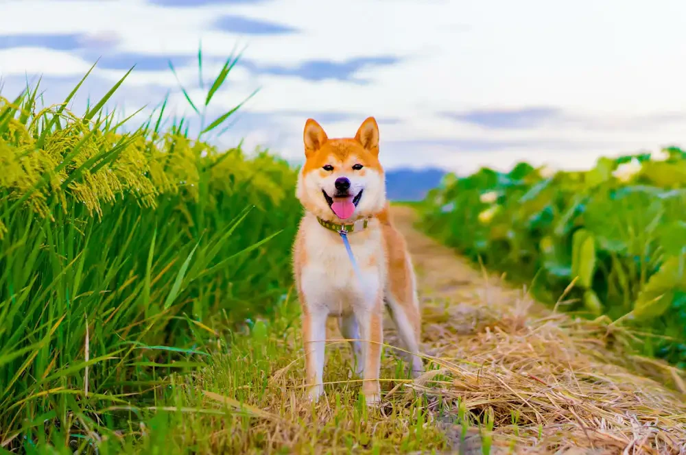 รวม 5 ข้อควรรู้ก่อนเลี้ยง “ชิบะ อินุ (Shiba Inu)” หมาเลือดซามูไร น่ารัก ขี้อ้อน ฉลาดแต่แอบมีโลกส่วนตัว (อัปเดท 2025)