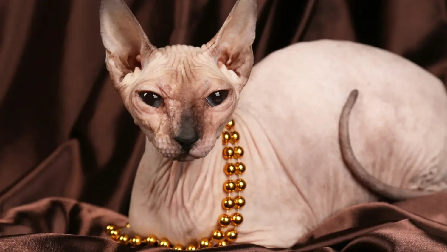 วิเคราะห์แมวจริงจัง 5 ข้อ! สฟิงซ์ (Sphynx) แมวไร้ขนหัวใจอบอุ่น น่ารักเกินต้านจนต้องหลงรัก (อัปเดท 2025)