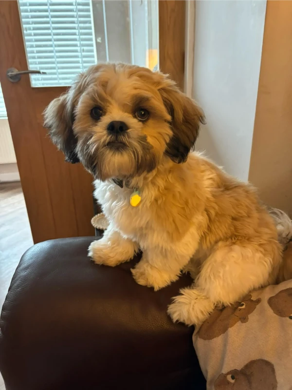 รวม 5 ข้อควรรู้ก่อนเลี้ยง “ชิชอน (Shichon)” หมาหน้าหมี ขี้อ้อน ขนฟู ที่พร้อมละลายใจคุณทุกวัน (อัปเดท 2025)