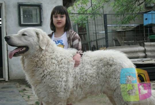 รวม 5 ข้อควรรู้ก่อนเลี้ยง “คูวาซ” หมาผู้กล้าจากฮังการี สง่างาม ใจนักเลง แต่รักบ้านไม่แพ้ใคร (อัปเดท 2025)