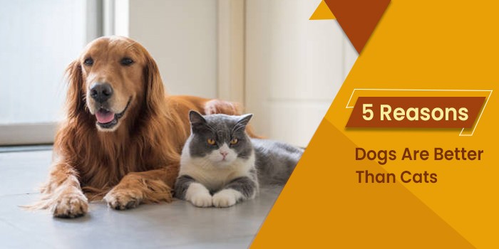 5 เรื่องที่คุณควรรู้ ทำไม “หมา” ถึงเป็นเพื่อนที่ดีกว่าแมว (สำหรับหลายคน) (อัปเดท 2025)