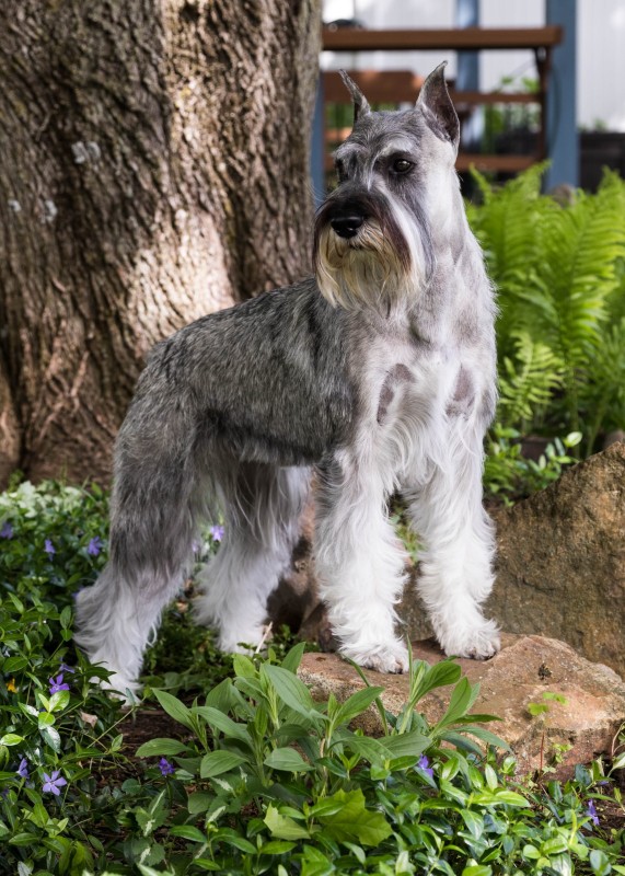 รวม 5 ข้อควรรู้ก่อนเลี้ยง “สแตนดาร์ด ชเนาเซอร์ (Standard Schnauzer)” หมาหนวดเฟี้ยวฉลาดเฉียบ เฝ้าบ้านได้เป็นเลิศ แต่ขี้เล่นเกินคาด! (อัปเดท 2025)