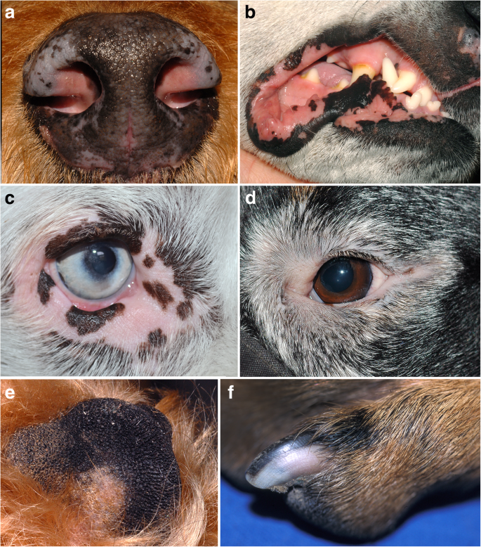 เปิด 5 สถิติน่ารู้ “หมาเป็นโรคภูมิคุ้มกันทำร้ายตัวเอง” เมื่อฮีโร่ในร่างกายกลายเป็นตัวร้ายที่เราต้องช่วยจัดการ (อัปเดท 2025)