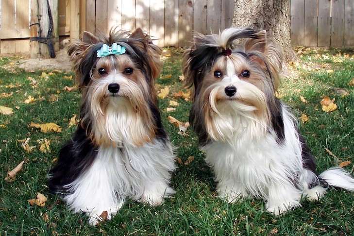 รู้ 5 เรื่องสำคัญก่อนเลี้ยง “บีเวอร์ เทอร์เรียร์” หมาตัวจิ๋วหัวใจใหญ่ สายแฟชั่นแห่งวงการน้องหมา (อัปเดท 2025)