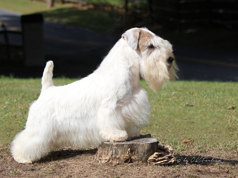 รวม 5 ข้อควรรู้ก่อนเลี้ยง “ซีลีย์แฮม เทอร์เรียร์ (Sealyham Terrier)” หมาหน้ากวน ขาสั้น ใจกล้า ผู้พร้อมลุยทุกภารกิจใต้ดิน (อัปเดท 2025)