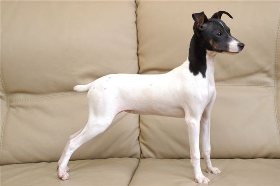 รวม 5 ข้อควรรู้ก่อนเลี้ยง “เจแปนนีส เทอร์เรียร์” หมาตัวจิ๋วจากญี่ปุ่นผู้แสนคล่องแคล่ว ขี้เล่น และฉลาดเกินไซซ์ (อัปเดท 2025)