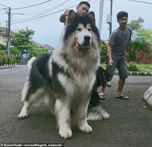 รู้ 5 เรื่องสำคัญก่อนเลี้ยง “Alaskan Malamute” หมายักษ์สุดอบอุ่น ขี้เล่น แต่อย่าคิดว่าเลี้ยงง่าย (อัปเดท 2025)