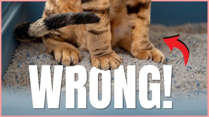 วิถีทาสแมวจริงจัง! 5 พลาดมหันต์เรื่องกระบะทรายที่นุดชอบทำ (แล้วแมวก็แอบเซ็ง) (อัปเดท 2025)