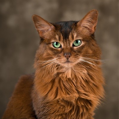 วิเคราะห์แมวจริงจัง 5 ข้อ! โซมาลี (Somali) แมวสวยพริ้วเหมือนเจ้าป่า ขี้เล่นเกินต้าน ฉลาดเกินเบอร์ (อัปเดท 2025)