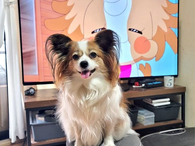 รวม 5 ข้อควรรู้ก่อนเลี้ยง “ปาปิยอง” หมาหูผีเสื้อจอมฉลาด ที่สวยก็ได้ ซ่าก็เก่ง (อัปเดท 2025)