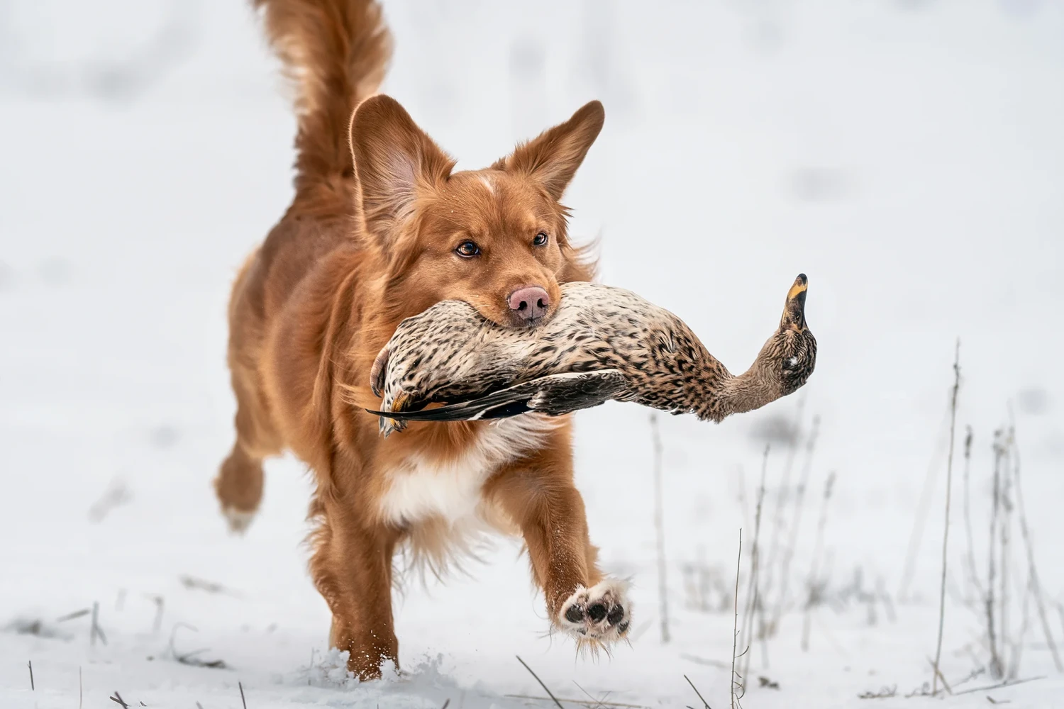 รวม 5 ข้อควรรู้ก่อนเลี้ยง “โกลเด้นไซซ์กะทัดรัด” หมาล่อเป็ดสายแอคทีฟแห่งแคนาดา (อัปเดท 2025)