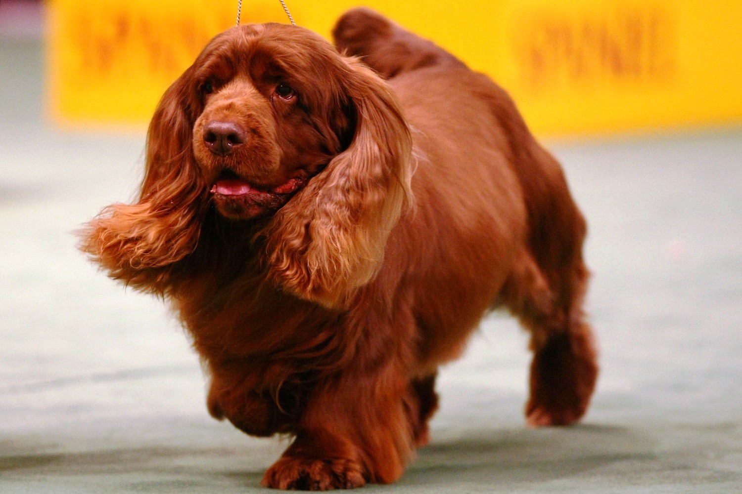 รวม 5 ข้อควรรู้ก่อนเลี้ยง “ซัสเซกซ์ สแปเนียล (Sussex Spaniel)” หมาหน้าหม่น ขี้อ้อน ขนแน่น และช้าแบบมีคลาส (อัปเดท 2025)