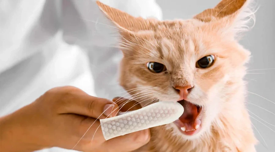 ทาสแมวจริงจัง! 5 เคล็ดลับดูแลฟันแมวให้แข็งแรง ห่างไกลกลิ่นปาก (และค่ารักษาหลักหมื่น) (อัปเดท 2025)