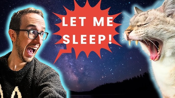 ทาสแมวจริงจัง! 5 เทคนิคหยุดแมวปลุกกลางดึก (ตื่นสายสบายทั้งทาสทั้งเจ้าเหมียว) (อัปเดท 2025)