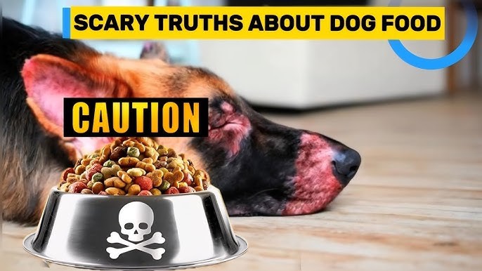 5 เรื่องอาหารสุนัขเยอรมันเชพเพิร์ด ที่คุณไม่รู้ = อันตราย (อัปเดท 2025)