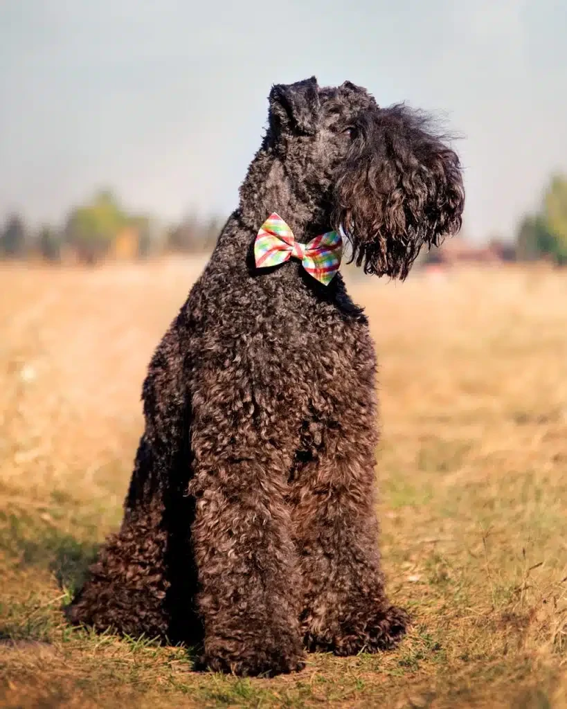 รวม 5 ข้อควรรู้ก่อนเลี้ยง “เคอร์รี บลู เทอร์เรียร์” หมาขนหยิกจากไอร์แลนด์ สุภาพแต่ซ่า ฉลาดแบบนักเจรจา (อัปเดท 2025)