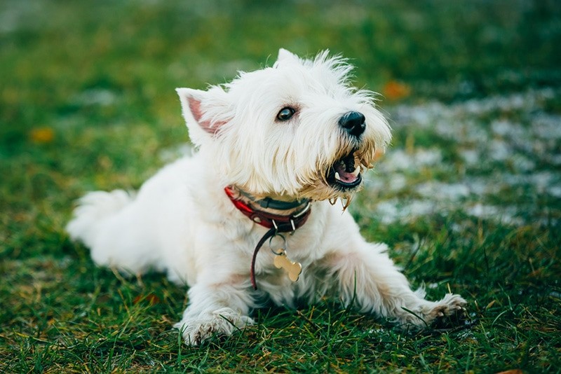 รวม 5 ข้อควรรู้ก่อนเลี้ยง “เวสต์ ไฮแลนด์ ไวต์ เทอร์เรียร์ (West Highland White Terrier)” หมาตัวเล็ก ขนขาว นิสัยล้น สดใสเกินไซซ์ (อัปเดท 2025)