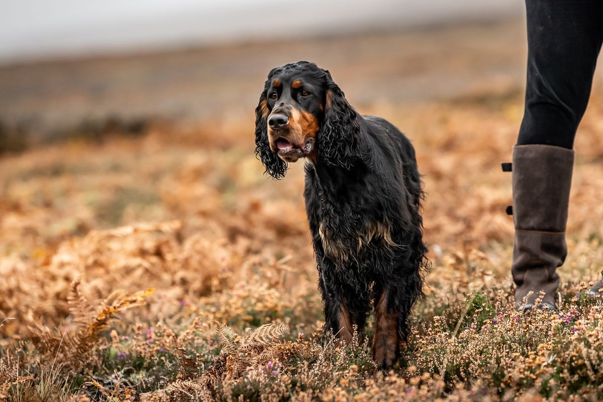 รวม 5 ข้อควรรู้ก่อนเลี้ยง “กอร์ดอน เซ็ทเทอร์” สุภาพบุรุษขนดำสุดคลาสสิก ผู้รักเจ้าของแบบลึกแต่ไม่ลับ (อัปเดท 2025)