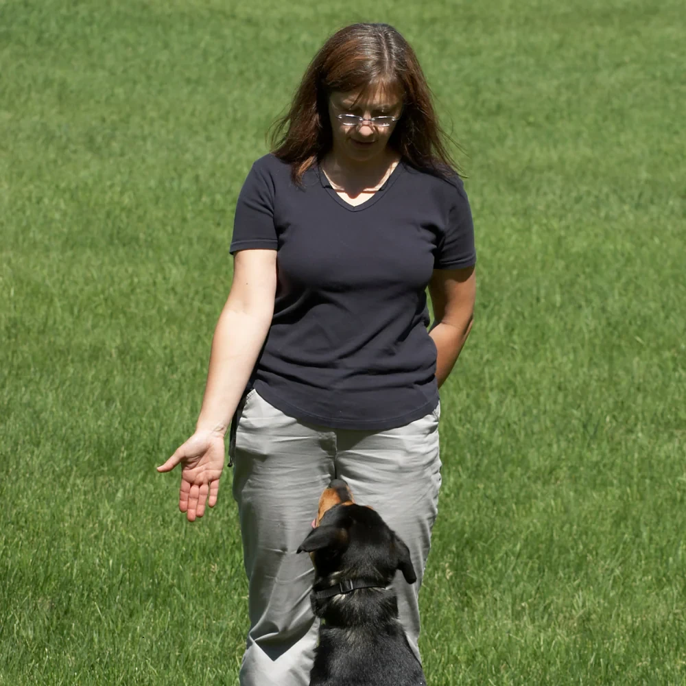 5 เหตุผลที่หมา ก็เรียน “ภาษามือ” ได้ (ไม่ได้โม้!) (อัปเดท 2025)