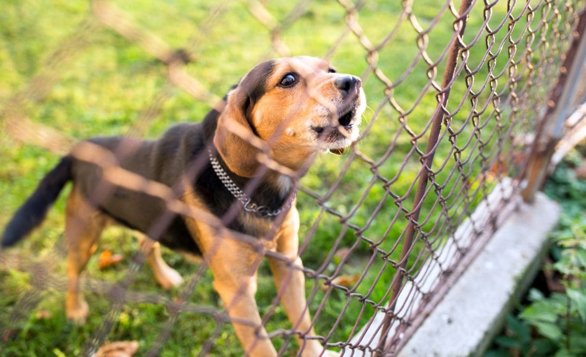 วิถีทาสหมา! 5 เหตุผลทำไมหมานุดถึงเห่าใส่ทุกสิ่งเมื่ออยู่หลังรั้วหรือจูงไว้ (และวิธีรับมือแบบไม่ต้องอายเพื่อนบ้าน) (อัปเดท 2025)