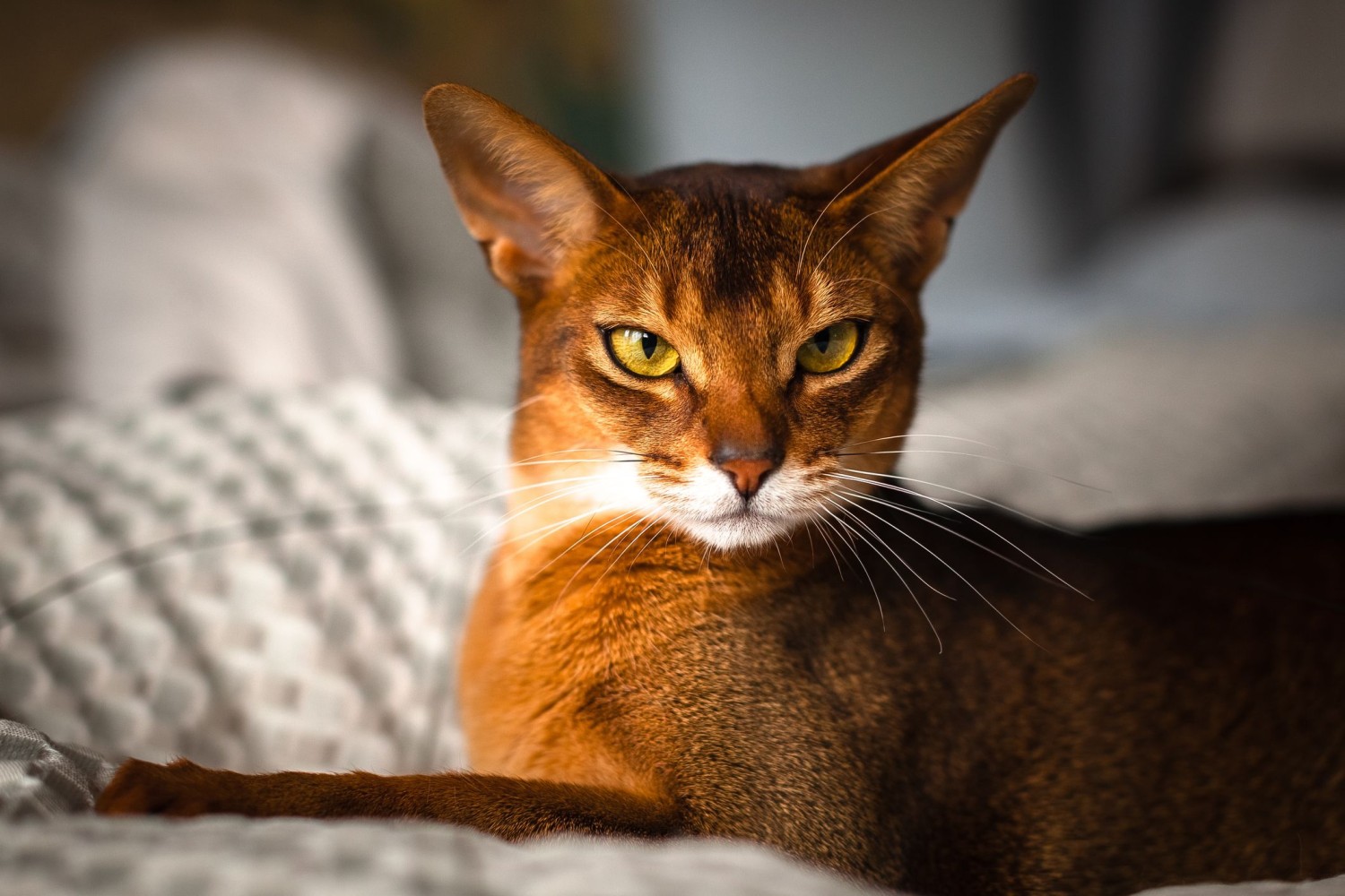 วิเคราห์แมวจริงจัง 5 ข้อ! แมวอาบิสซิเนียน (Abyssinian) ไม่ใช่แค่หล่อ แต่พลังเหลือล้นเกินต้าน (อัปเดท 2025)