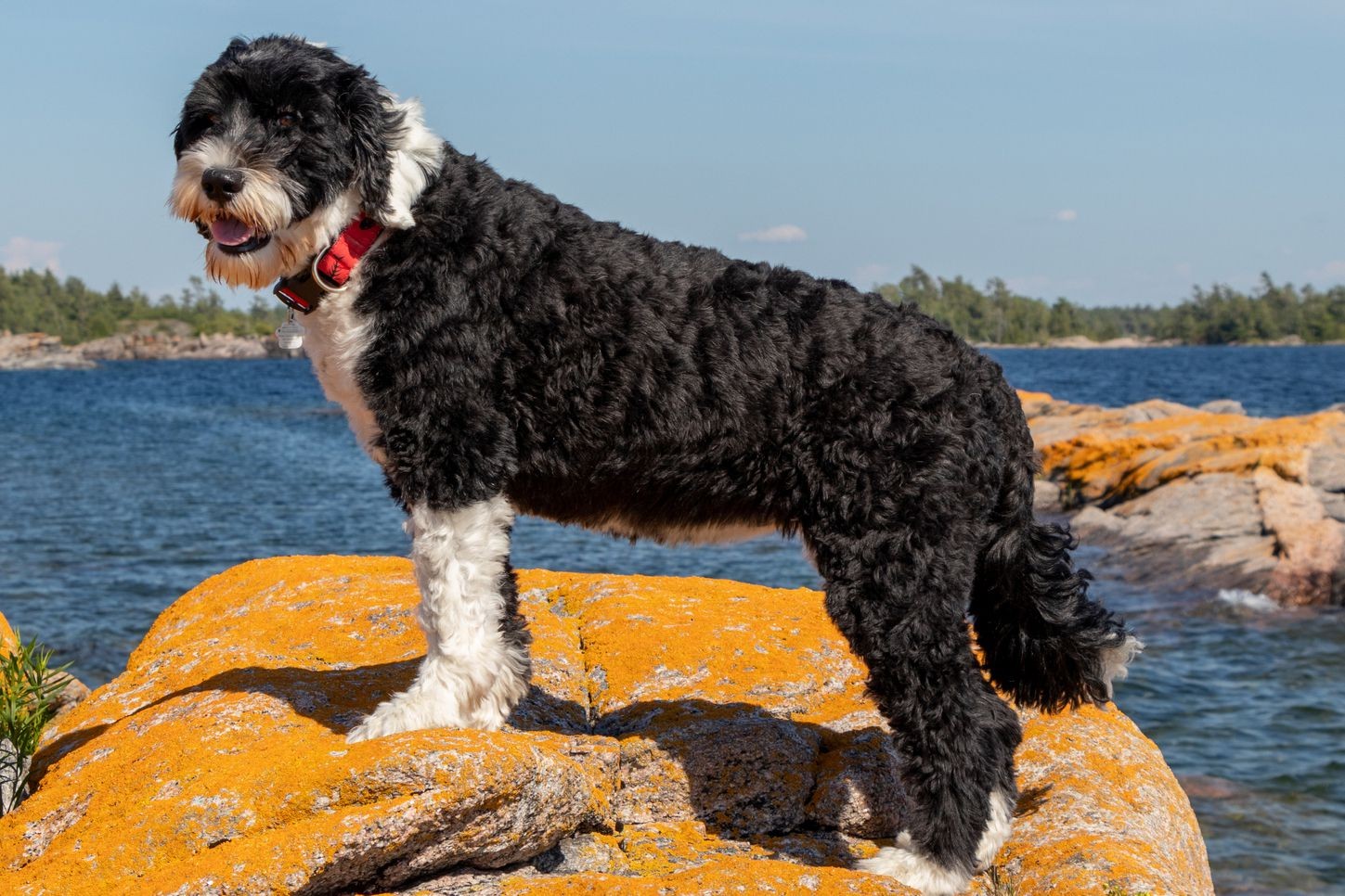 รวม 5 ข้อควรรู้ก่อนเลี้ยง “Portuguese Water Dog” นักว่ายน้ำสายลุย ผู้ฉลาด ละมุน และมีพลังสุดขอบมหาสมุทร (อัปเดท 2025)