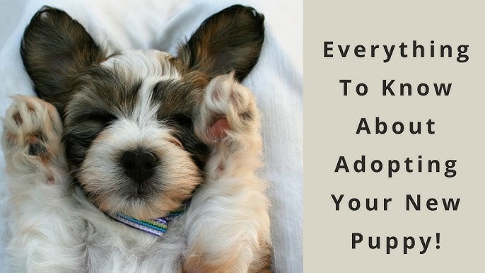 รู้ 5 เรื่องสำคัญ! ก่อนจะรับลูกหมามาเลี้ยง ต้องเตรียมตัวยังไงบ้าง? (อัปเดท 2025)