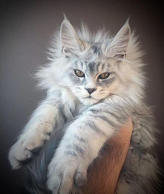 วิเคราะห์แมวจริงจัง 5 ข้อ! เมนคูน โพลีแดคทิล (Maine Coon Polydactyl) ยักษ์ขนฟูมือใหญ่ น่ากอดเกินห้ามใจ (อัปเดท 2025)