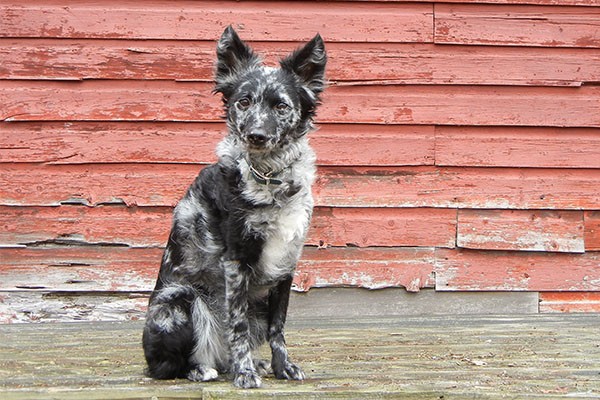 รวม 5 ข้อควรรู้ก่อนเลี้ยง “มูดิ” หมาขนหยิกสายฉลาดจากฮังการี ที่ใครเห็นก็ต้องว้าว! (อัปเดท 2025)