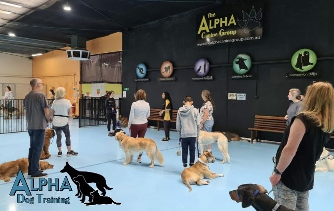 วิถีทาสหมา! 5 เหตุผลทำไม “เทรนแบบหมาอัลฟ่า” ถึงควรเก็บไว้ในพิพิธภัณฑ์ (อัปเดท 2025)