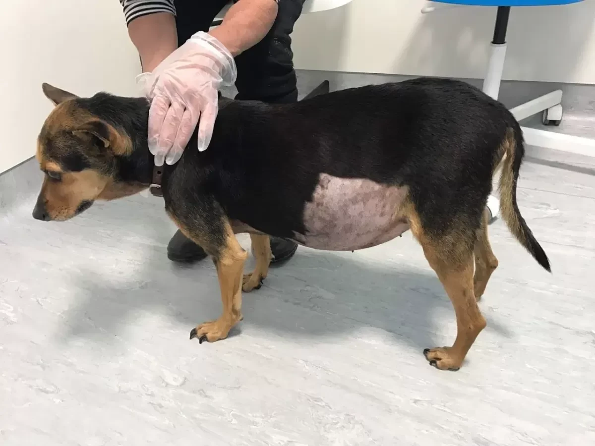 เปิด 5 สถิติน่ารู้ “น้ำในช่องท้องน้องหมา” อย่าคิดว่าแค่อ้วน เพราะบางทีมันคืออาการฉุกเฉิน (อัปเดท 2025)