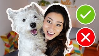 5 เทคนิคฝึกน้องหมาเวสตี้ให้เชื่อง น่ารัก น่าเลิฟ ปี 2025 (อัปเดท 2025)