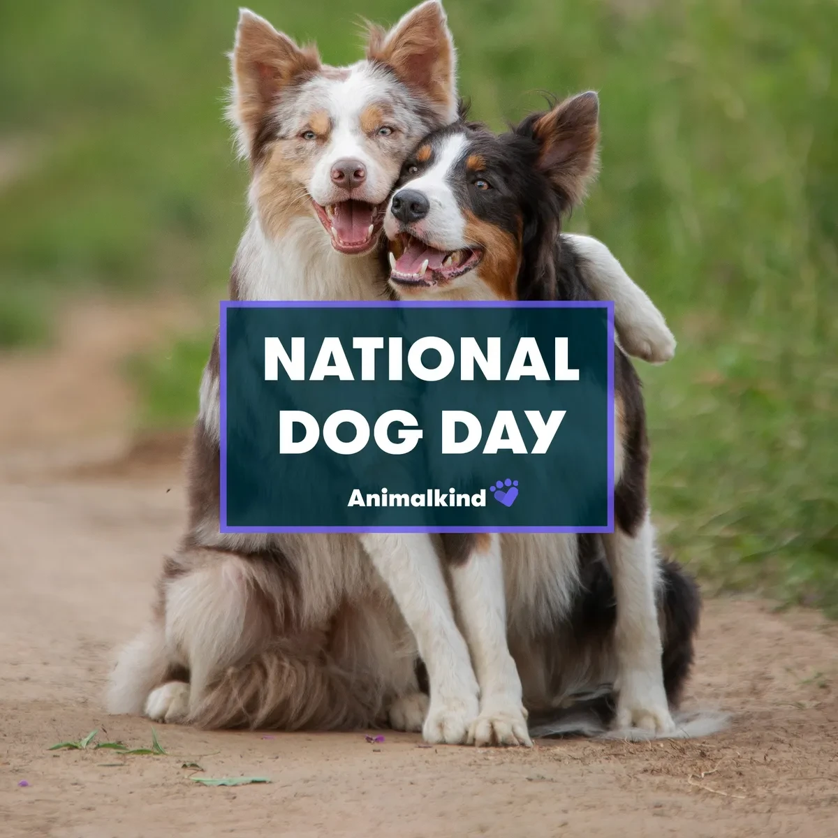 5 เรื่องที่คุณควรรู้ เกี่ยวกับ “วันสุนัขแห่งชาติ” และความลับน่ารักของน้องหมาที่คุณอาจไม่เคยรู้ (อัปเดท 2025)