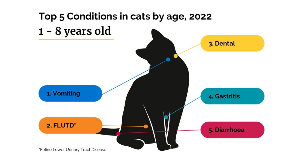 เผย 5 ข้อมูลเชิงลึก! ตรวจสุขภาพแมวให้ถูกวัย ไม่ต้องรอป่วยถึงค่อยหาหมอ (อัปเดท 2025)
