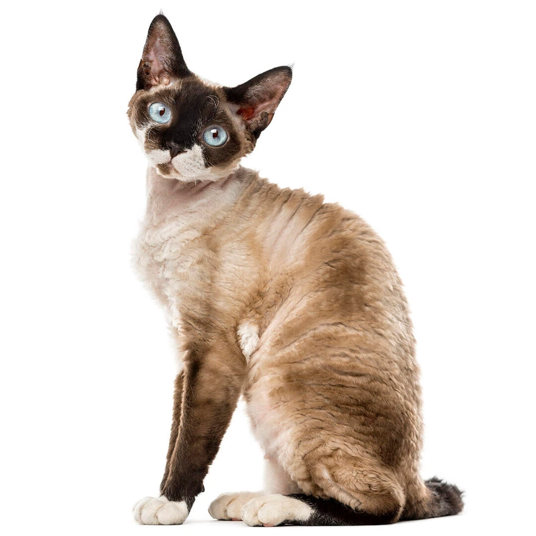วิเคราะห์แมวจริงจัง 5 ข้อ! เดวอนเร็กซ์ (Devon Rex) ขนหยิกสุดแสบ ที่ใครได้เลี้ยงแล้วจะหลงหนักมาก (อัปเดท 2025)