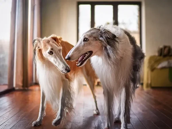 รู้ 5 เรื่องสำคัญก่อนเลี้ยง “บอร์ซอย” หมาราชวงศ์จากรัสเซีย ผู้สูงสง่า สุภาพ และเร็วเกินคาด (อัปเดท 2025)