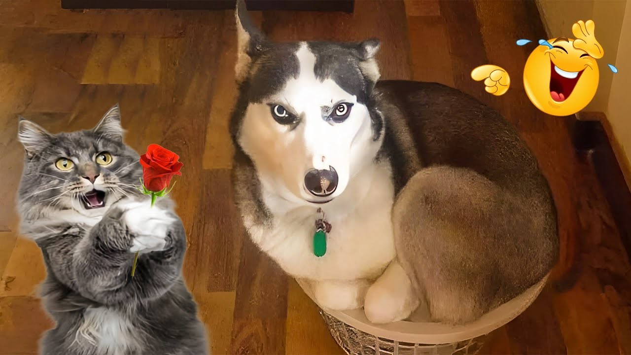 5 เรื่องพันธุกรรมหมาแมว ที่ฟังแล้วร้อง “อุ๊ยซวย!” 2025 (อัปเดท 2025)