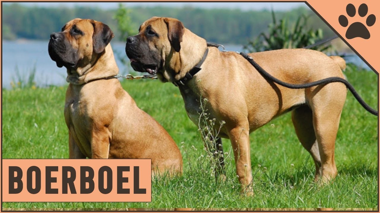 รู้ 5 เรื่องสำคัญก่อนเลี้ยง “บัวร์บูล” หมายักษ์ผู้ภักดี สายพันธุ์แกร่งจากแอฟริกาใต้ (อัปเดท 2025)