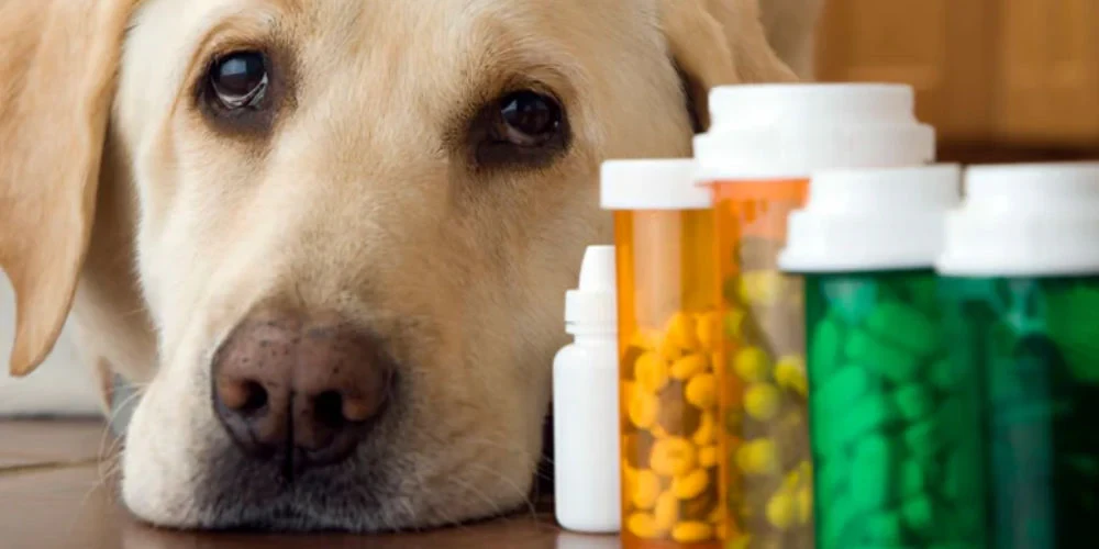 เปิด 5 สถิติน่ารู้ “อาหารเสริมสำหรับหมาสูงวัย” เสริมดี มีชัยในวัยเกษียณ (อัปเดท 2025)