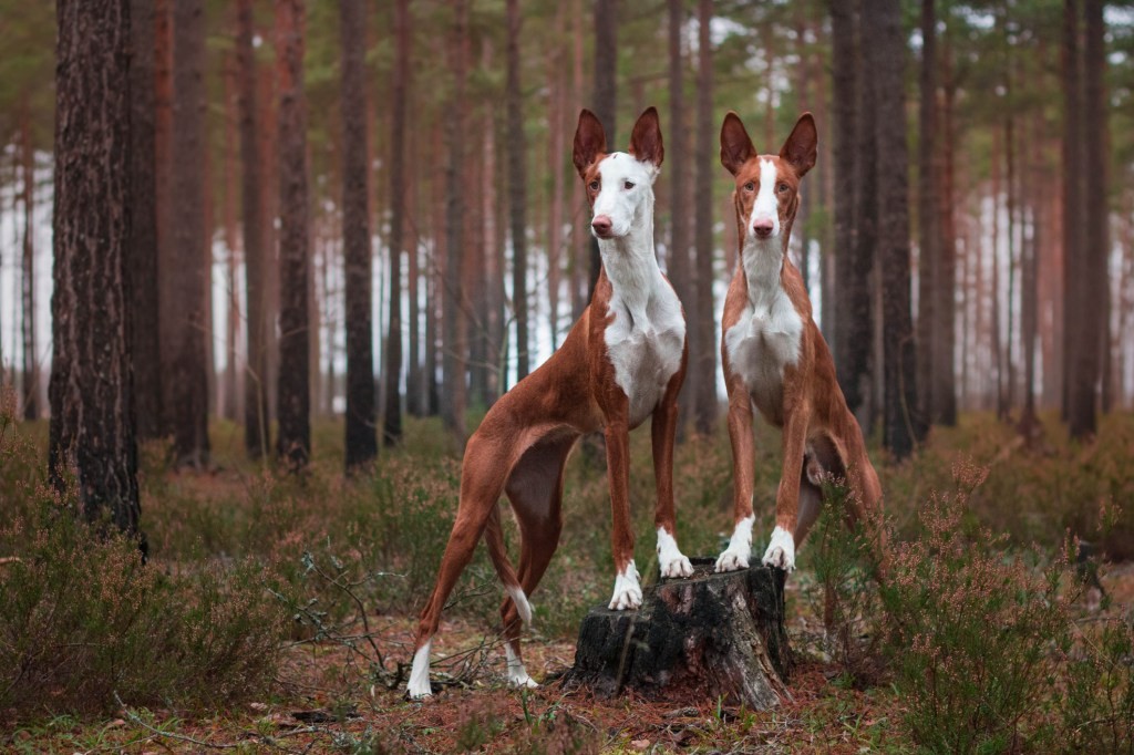 รวม 5 ข้อควรรู้ก่อนเลี้ยง “อิบิซัน ฮาวด์” หมานักล่าหูตั้ง หน้าหล่อ ใจดีเหมือนเจ้าชายแดนเมดิเตอร์เรเนียน (อัปเดท 2025)