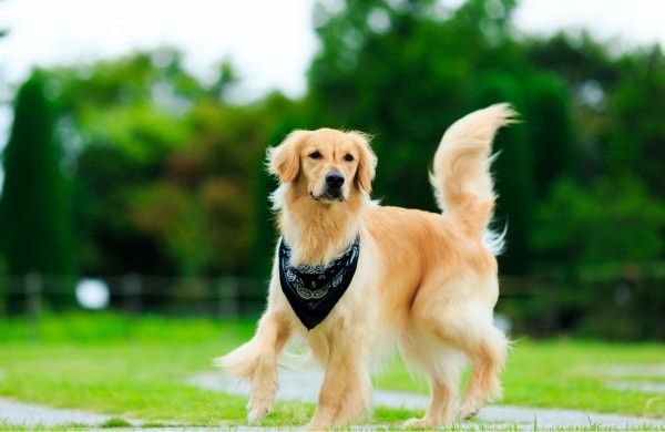 5 เรื่องที่คุณควรรู้ ถ้าคิดจะเลี้ยง “หมาตัวใหญ่” ให้เป็นเพื่อนครอบครัว (อัปเดท 2025)