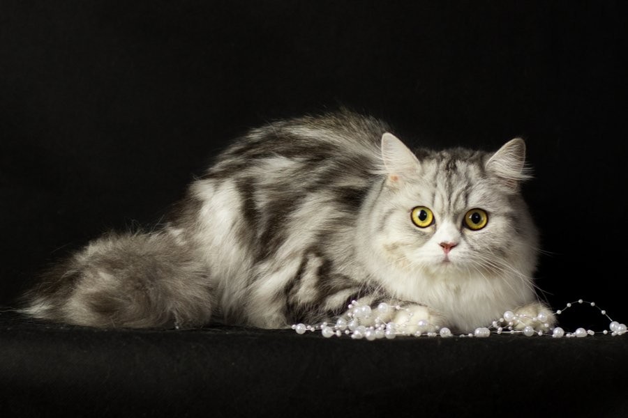 วิเคราะห์แมวจริงจัง 5 ข้อ! สก็อตติช สเตรท ขนยาว (Scottish Straight Longhair) หูตั้งขนนุ่มนิ่ม น่ากอดที่สุดแห่งปี (อัปเดท 2025)