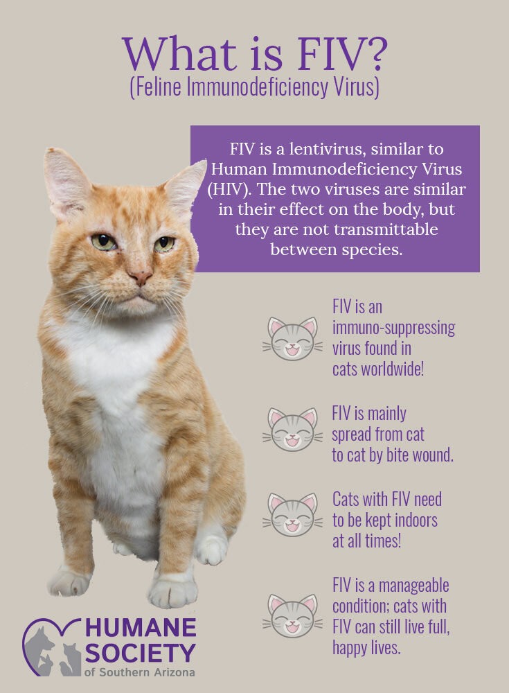 5 ข้อควรรู้! ไวรัสภูมิคุ้มกันบกพร่องในแมว (FIV) แม้ไม่หายขาด แต่แมวของคุณก็อยู่ได้อีกนาน…ถ้ารู้จักดูแลให้ถูก (อัปเดท 2025)