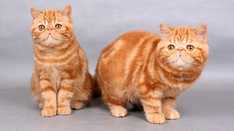 วิเคราะห์แมวจริงจัง 5 ข้อ! เอ็กโซติก ช็อตแฮร์ (Exotic Shorthair) ตุ๊กตาขนสั้น ขี้อ้อนสุดนุ่มนิ่ม ที่จะละลายใจคุณ (อัปเดท 2025)
