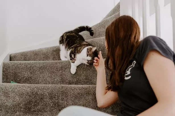 รู้ 5 เรื่องสำคัญ ก่อนฝากเจ้าเหมียวไว้กับ “แคทซิทเตอร์” คนไหนก็ไม่เหมือนกัน (อัปเดท 2025)