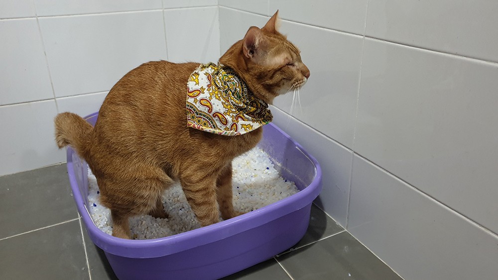 5 ข้อควรรู้! แมวไม่ถ่าย 2-3 วันไม่ใช่เรื่องขำ อาจเป็น “ท้องผูกเรื้อรัง” ที่ต้องรีบช่วยก่อนลำไส้พัง (อัปเดท 2025)