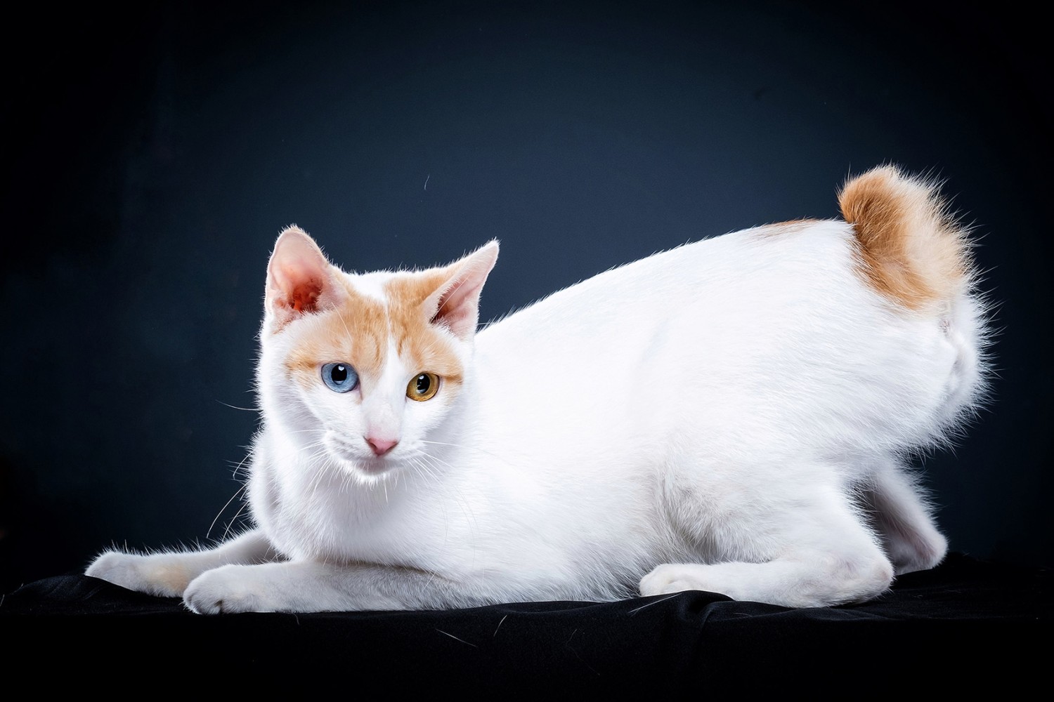 วิเคราะห์แมวจริงจัง 5 ข้อ! เจแปนนิส บ๊อบเทล (Japanese Bobtail) แมวนำโชค หางสั้นขี้เล่น ขี้อ้อนขั้นสุด (อัปเดท 2025)