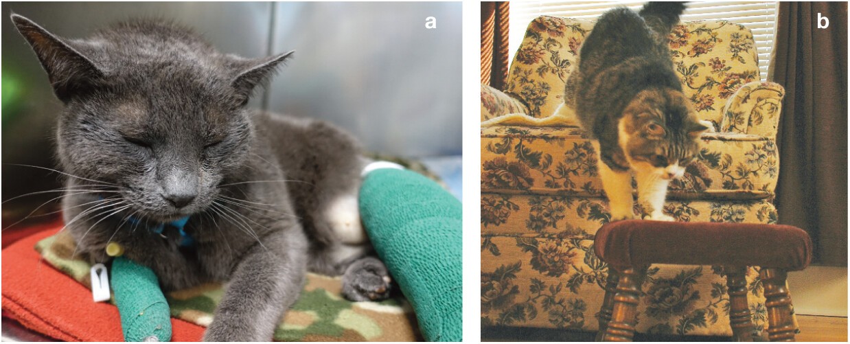 เผย 5 ข้อมูลเชิงลึก! เจาะลึกอารมณ์แมวในช่วงแอดมิท พร้อมคู่มืออ่านใจแมวฉบับ Flow Chart (อัปเดท 2025)